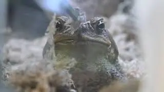Lizard Lounge