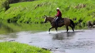 Jared Meyer Performance Horses - Bucks Shootin Sparks (AQHA Gelding) at League of Legends 2025
