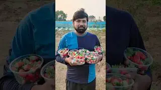 Strawberry Farming In Odisha #strawberry #efarmingodisha #agriculture