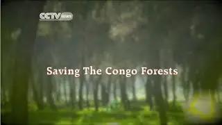 CCTV: Faces Of Africa - Saving Congo Forests
