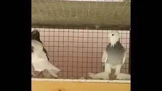 uddi xakka, удди хакка, udda hakka, andijon,андижон