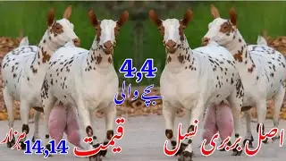Original Makkhi Cheeni Tadi Barbari Goat For Sale | Tadi Barbari Goat Farming in Pakistan Of Barbari