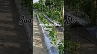 Suasana Sore Di Ladang#shorts #pertanian #cabeunggul