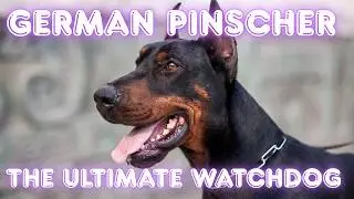 Energetic and Smart German Pinscher