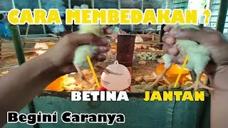 MEMBEDAKAN DOC JANTAN/BETINA |  TEPAT DAN EFEKTIF