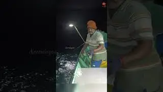 Barracuda Caught Using Indian Scad as Bait #fishing #fishingvideo #fishingtime