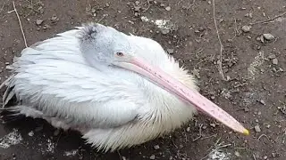 „Projděte se“ po Zoo Praha: Návštěva asijské voliéry (Petra Holáňová)