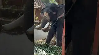 🥹🥹Kindful❤️ #ytshorts #trending #viralreels #viralvideo #elephant #watchngrasp