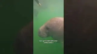 Swimming with manatees is MAGICAL!