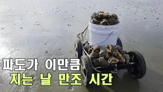 이렇게 무자비하게 주먹 소라 백합을 밀고 들어오는 파도는 어느 정도일까?
