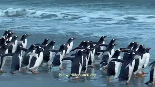 Penguins of The Falkland Islands - Bertha's Beach