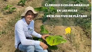 Clorosis o color amarillo en las hojas en el cultivo de pl&aacute;tano