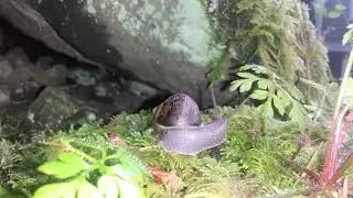 Brown Garden Snail