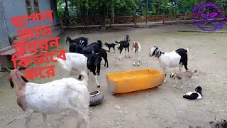 ছাগল জাত উন্নয়ন কিভাবে করে