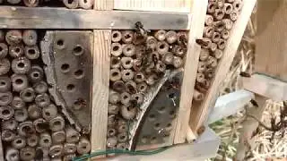 European orchard bees - Osmia cornuta