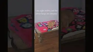 Loyal Cat at Midnight #cat  #catlove #petlove #latenight #studybuddies #petvideos #catcat
