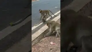 Big Monkey bites Small Monkey #videoshorts