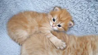 Cute kitten who can't help but hug her brother when she sees his fluffy back...