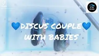 DISCUS COUPLE WITH BABIES💙💙 | HACKEL CROSS TQ | SL FISH PARADISE  #discus_ #discus_fish