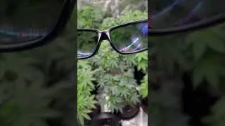 Flipping into flower on the 21st. Veg game on point #420 #plants #weedculture #plantcare #weed