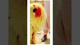 Full Healthy Mundra Chahtra || goat farming in Pakistan || #shortvideo