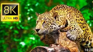 Ultimate Wild Animals Collection in 8KULTRA HD /8K TV8K VIDEOs ULTRA HD 77M views
