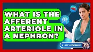 What Is The Afferent Arteriole In A Nephron? - All About Anatomy Answers