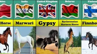 Horse breeds from different countries #compared