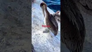 Pelican / bird watch / pel&iacute;cano / pelikano / pelicano / Bồ n&ocirc;ng / นกกระทุง / pellicanus / हवासील