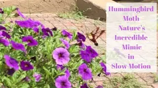 Relaxation, Sleep, Meditation Video - Hummingbird Moth Natures Incredible Mimic in Slow Motion