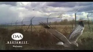 DAANW Hawk