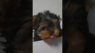 Feel the stress fade away as you watch these delightful animals at play. 🐶✨