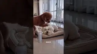 Questo cane voleva davvero diventare un grande nuotatore. 🏊🏾