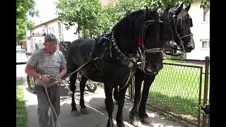 Žena me napustila,ostali su konji.Sad sam rahat