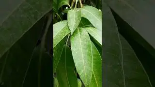 Gaurjeet Mango || raw mango || #shorts #viral
