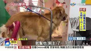 黃金獵犬黏地裝死!擋整排車...因為