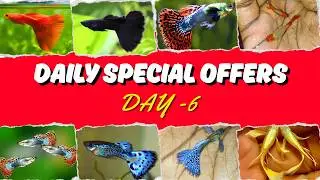 குறைந்த விலையில் Imported #guppy DAY 6 | #fishcare #aquariumfishmarket #fishbreeding #viral #music