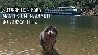 5 conselhos para manter um Malamute do Alasca feliz