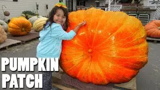 Halloween Pumpkin Patch Corn Maze Biggest Pumpkins