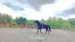 Dolce - Dream Come True Natural Horsemanship