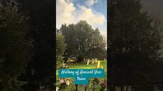 History of ancient Yew trees in churchyards #history  #beautiful #trees #ancienthistory
