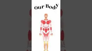🤔What is Human Brain🧠 ? Brain parts and its function Human brain class 12 #anatomy #shorts #ytshorts