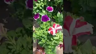 #minivlog #funny  #gardening plz subscribe 😎🤓