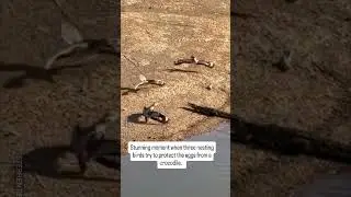 Birds Protect Their Eggs From Hungry Croc! 🐊