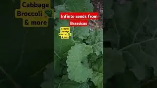 How to get seeds from brassicas.  cabbage, collard greens, broccoli, more. #farming #seeds #garden