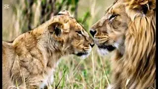 Lion and zebra 🦓 fight |lion zebra AI animation videos | Rescue Tales videos