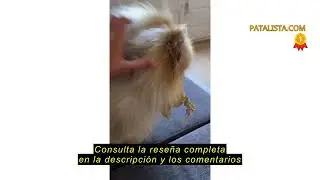 Reseña del Zvonema Escaleras para Perros de 2 Peldaños, Escalera para Mascotas de Esponja, Rampa par