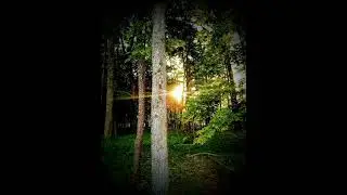 Warped Forest