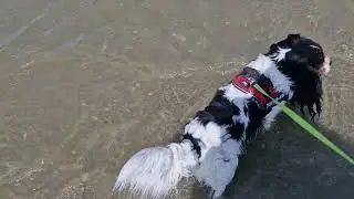 Les Aventures de Kenny à la Panne
