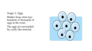 Science  Life cycle of a frog March 25 Mrs alice  Grade 3
